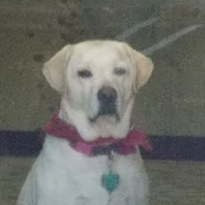 Meet your Posher, Linda